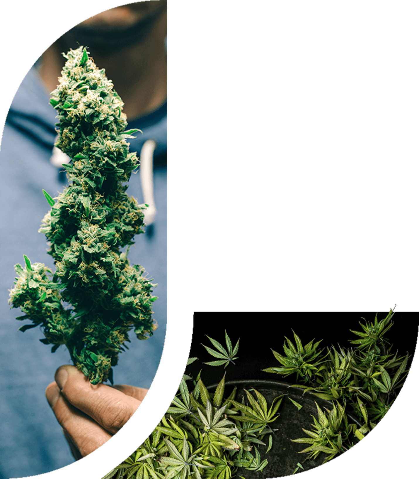 Ignite the cannabis revolution with LeafCoin